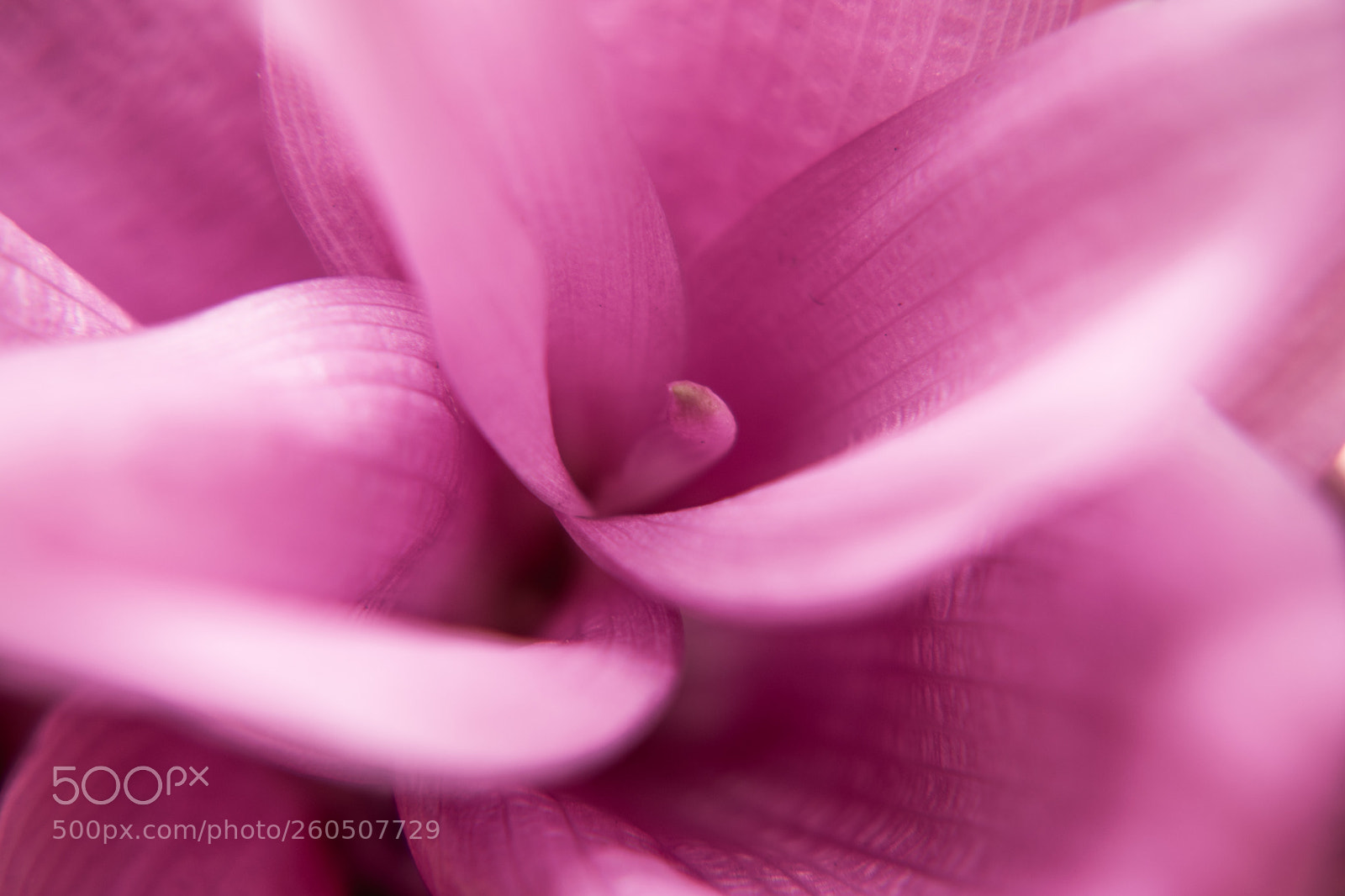 Nikon D3300 sample photo. Fiore della curcuma photography