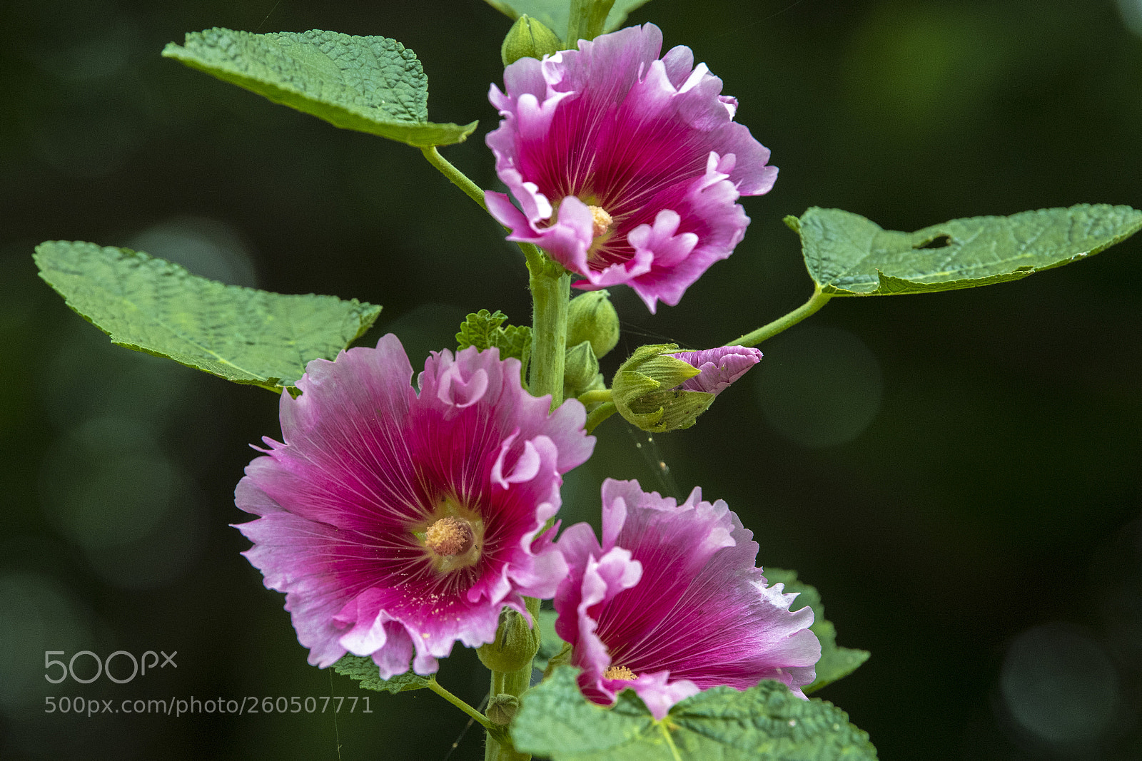 Nikon D5 sample photo. Hollyhock photography