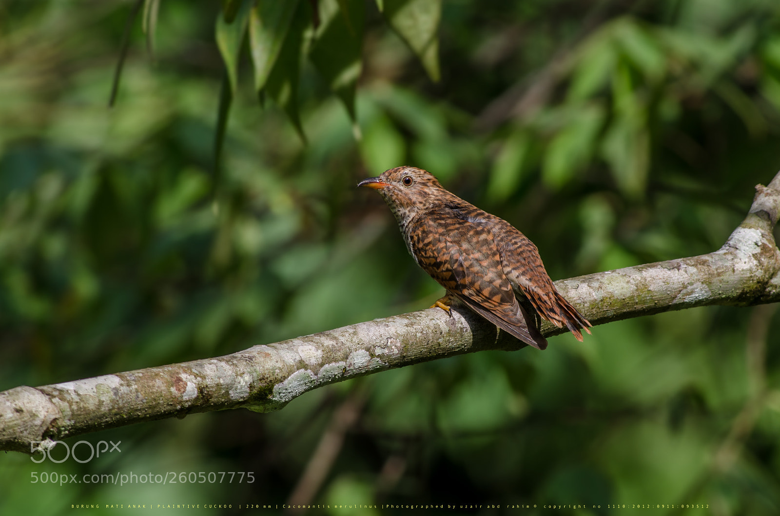 Nikon D7000 sample photo. Plaintive cuckoo photography