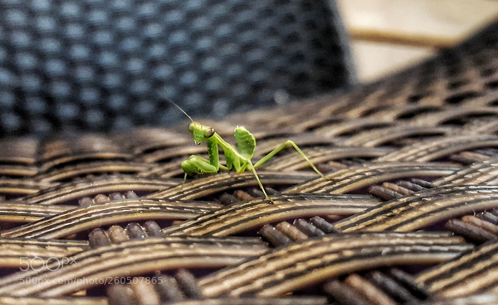 Samsung Galaxy S6 sample photo. Religious mantis photography