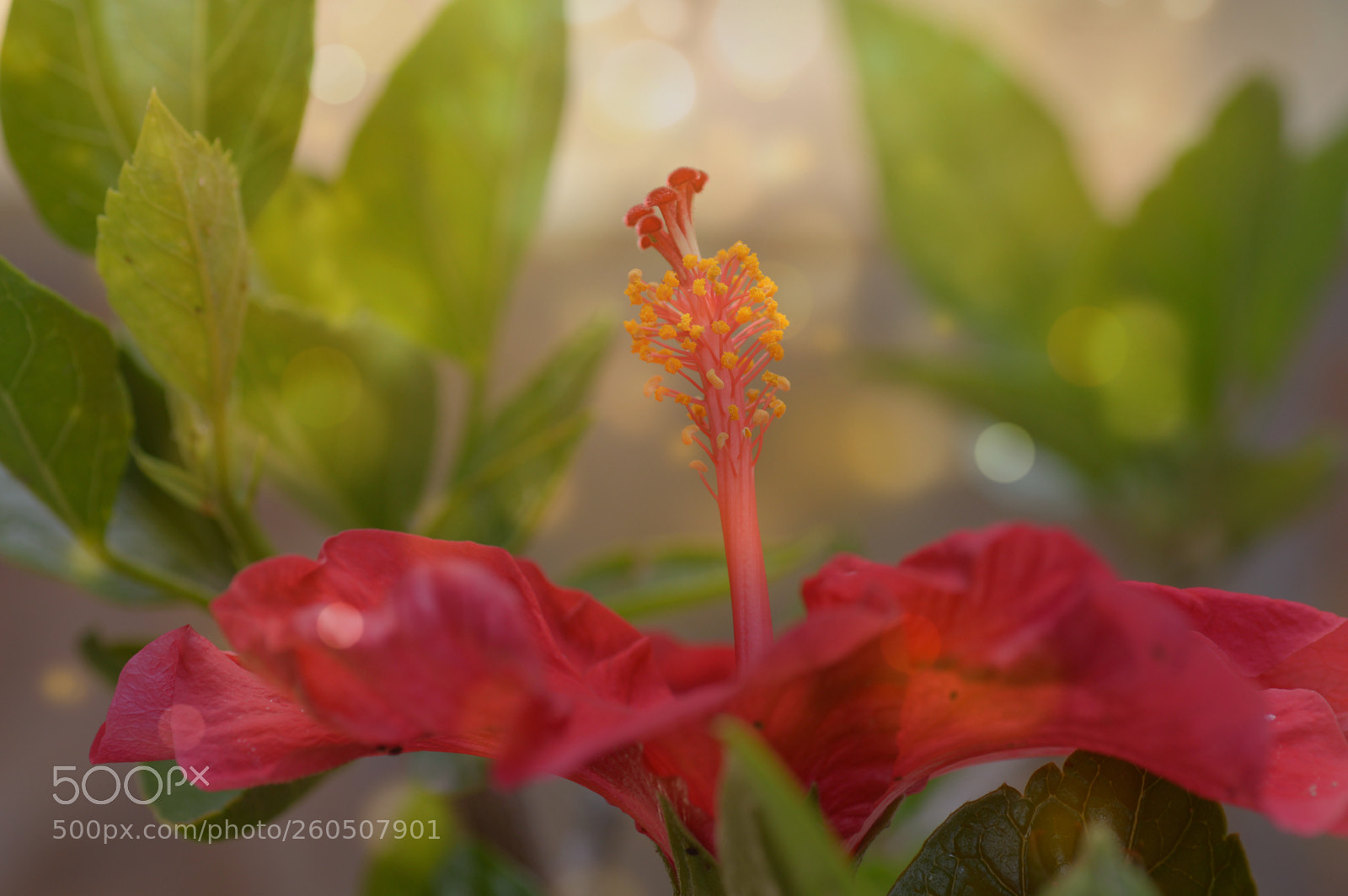 Nikon D3200 sample photo. Presencia photography