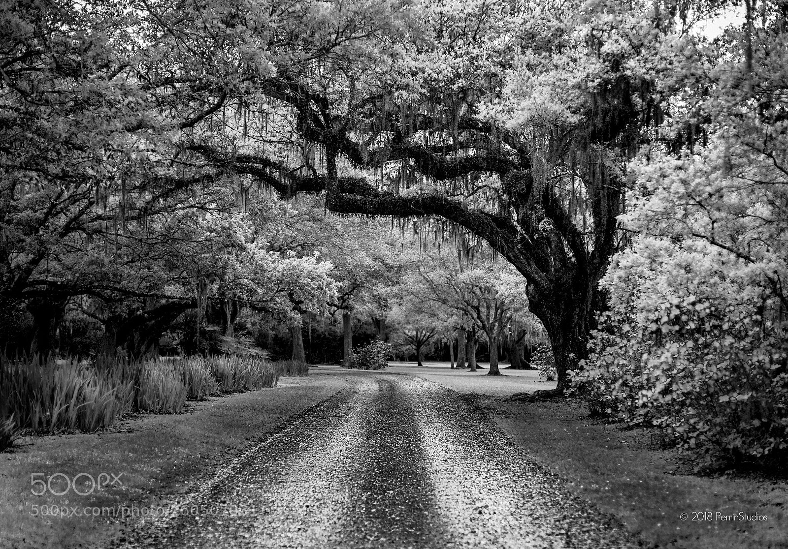 Canon EOS 5D Mark IV sample photo. Less traveled photography