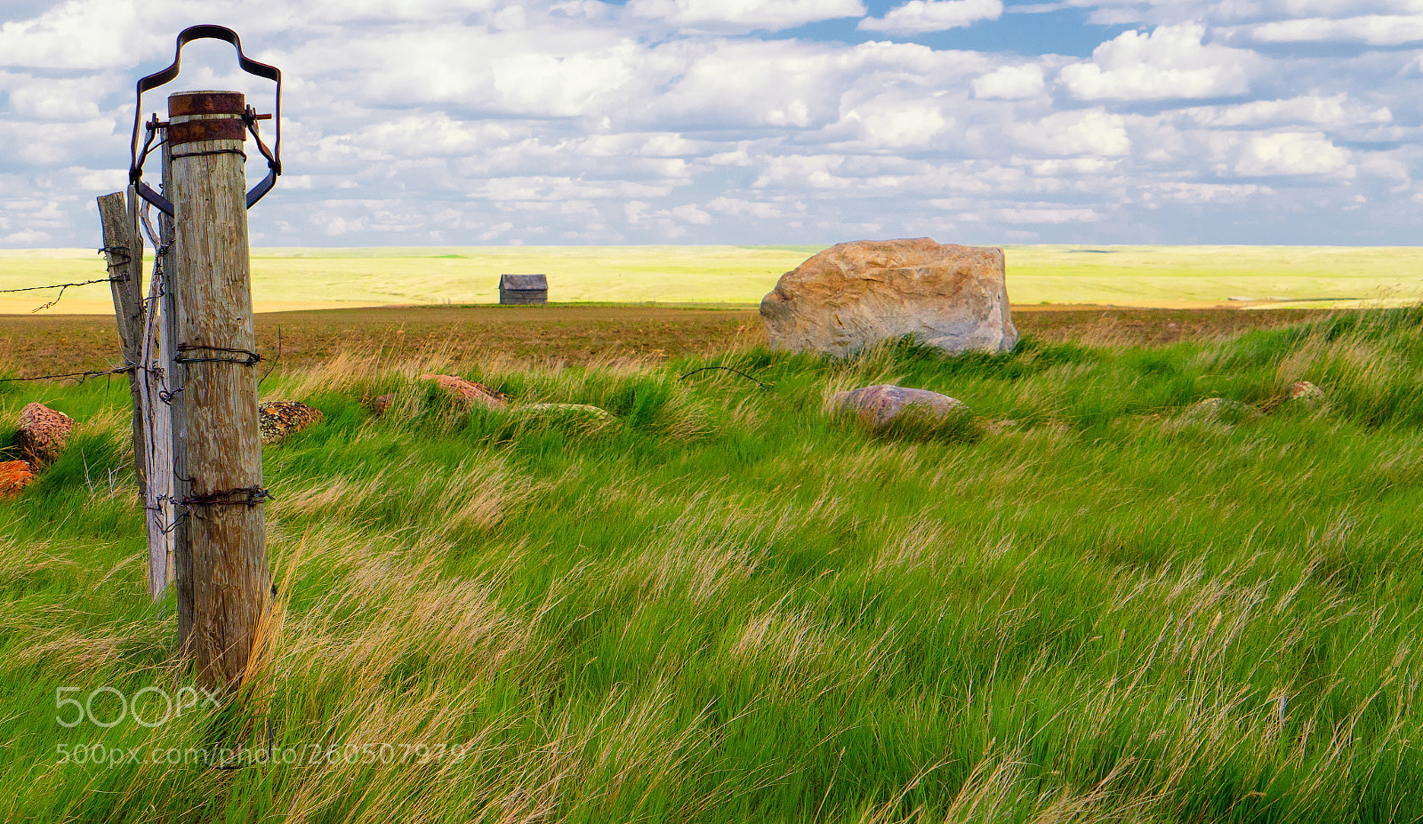 Sony a7R II sample photo. Green photography