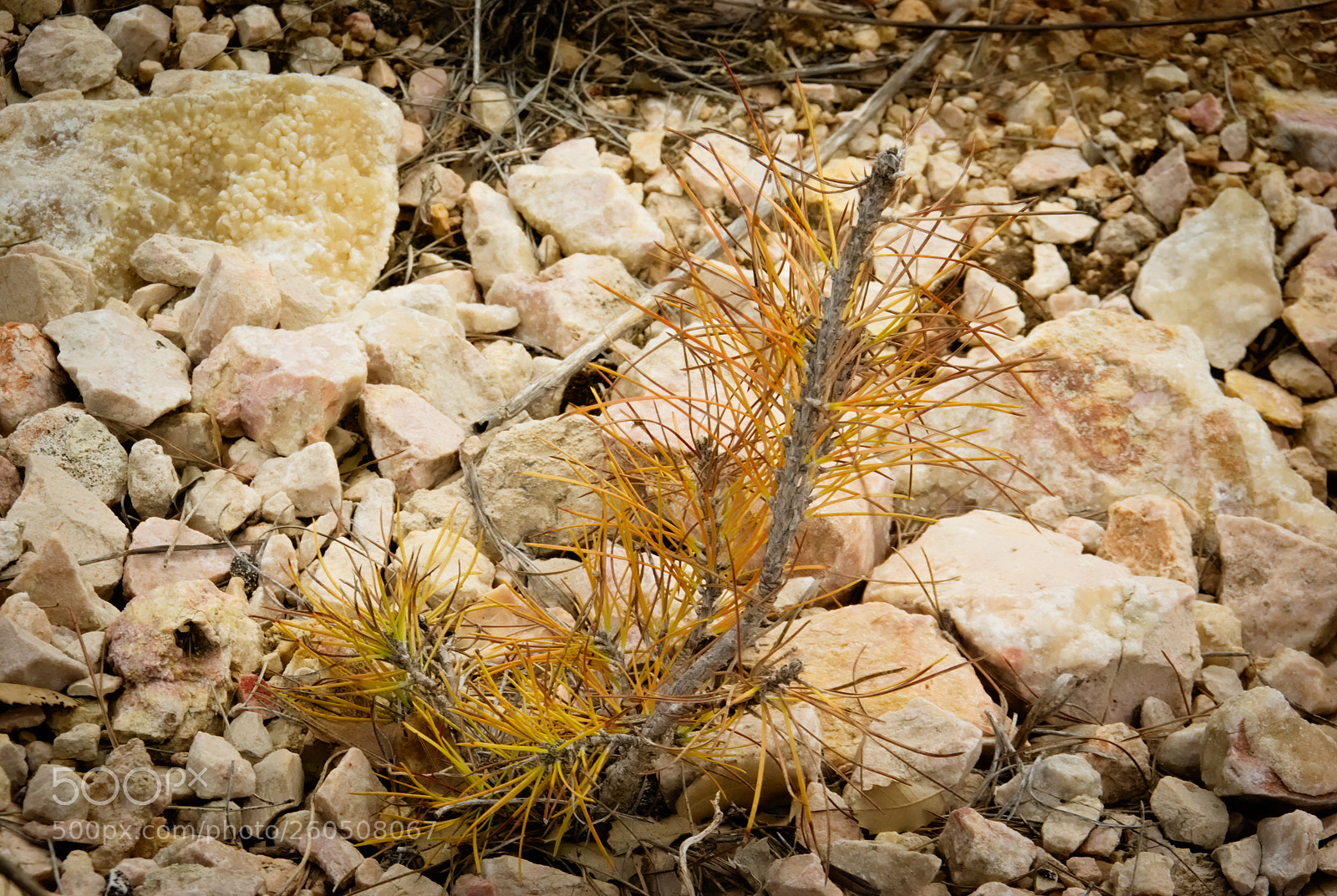 Pentax K10D sample photo. Surviving on the stones... photography
