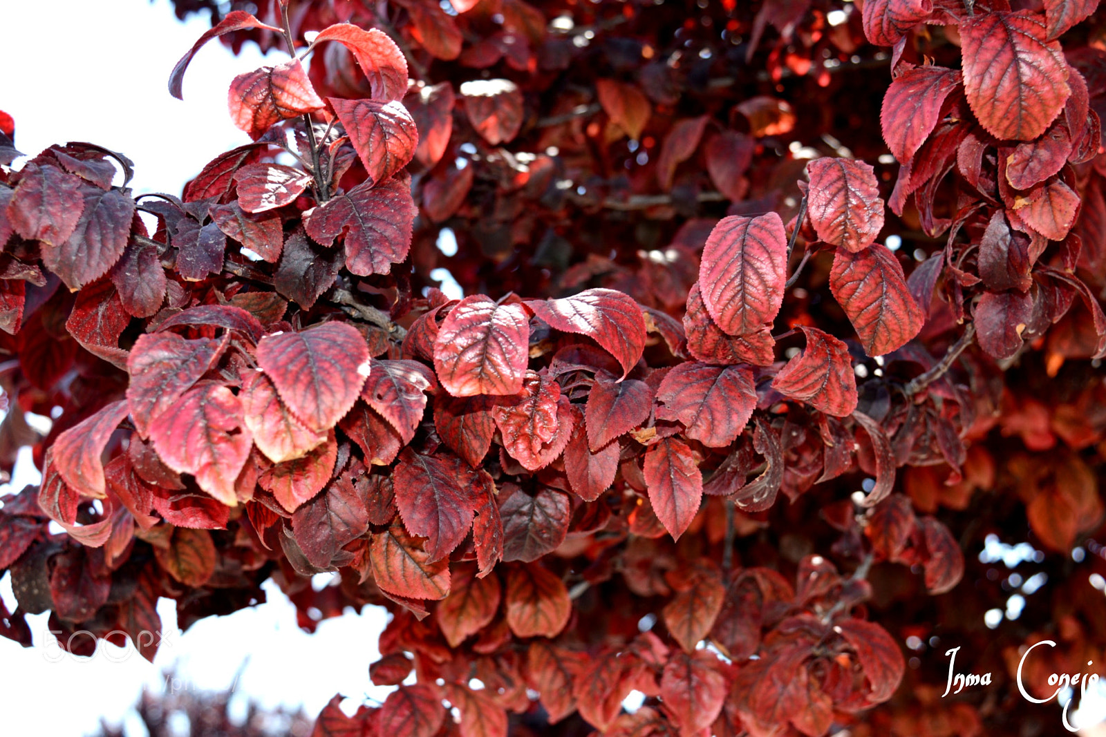 Nikon D5200 sample photo. Arbol photography
