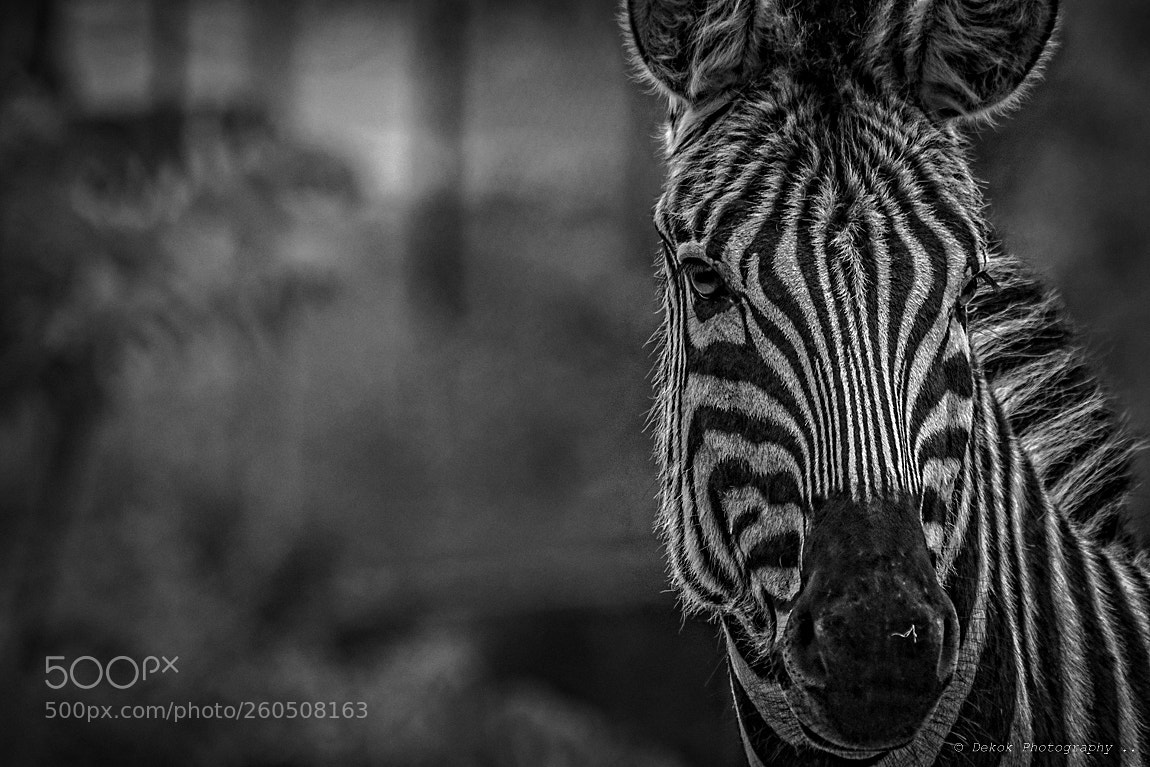 Nikon D500 sample photo. Cool zebra ... photography