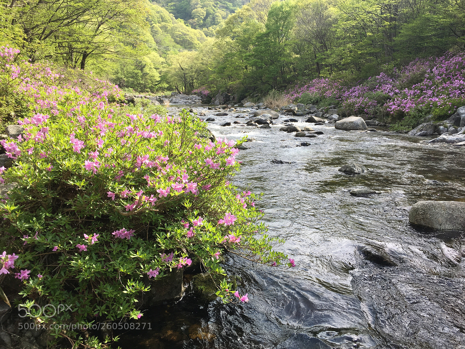 Apple iPhone 6s Plus sample photo. Azaleas in the valley photography