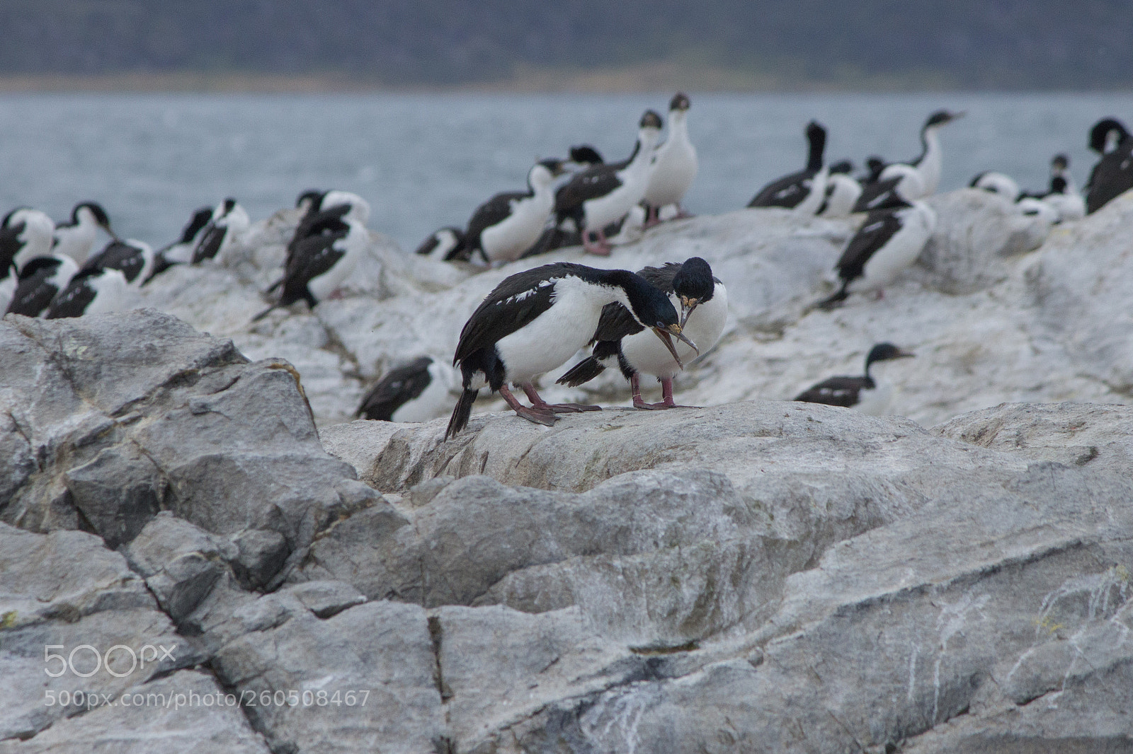 Canon EOS 600D (Rebel EOS T3i / EOS Kiss X5) sample photo. Cormoranes iii photography