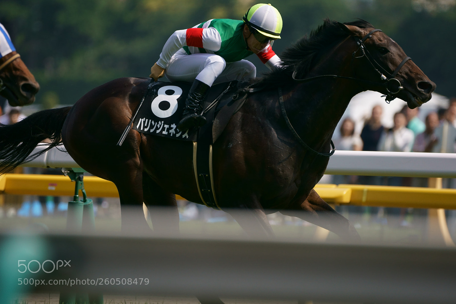 Sony a9 sample photo. Horse race photography