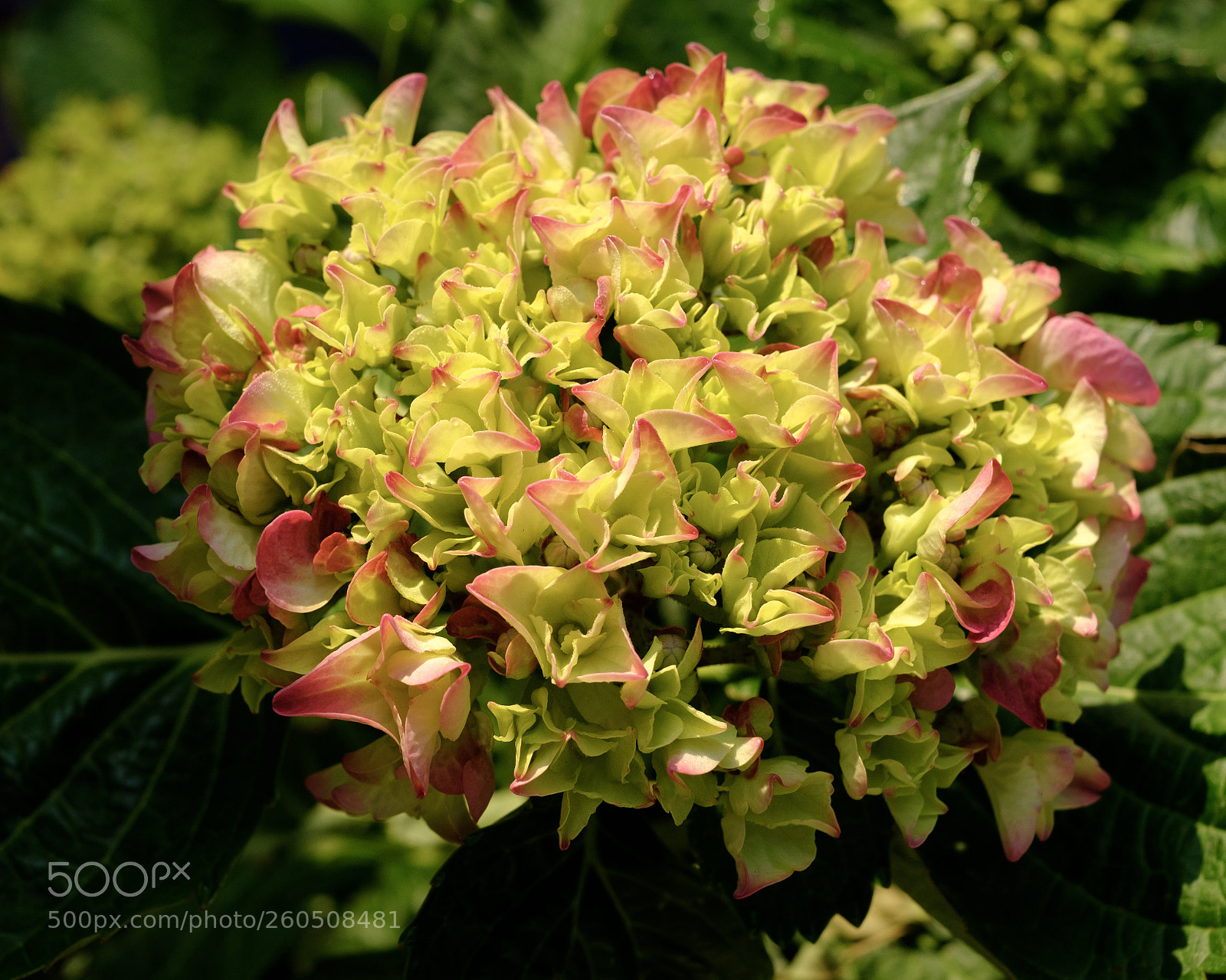 Fujifilm X-Pro2 sample photo. Hortensia photography
