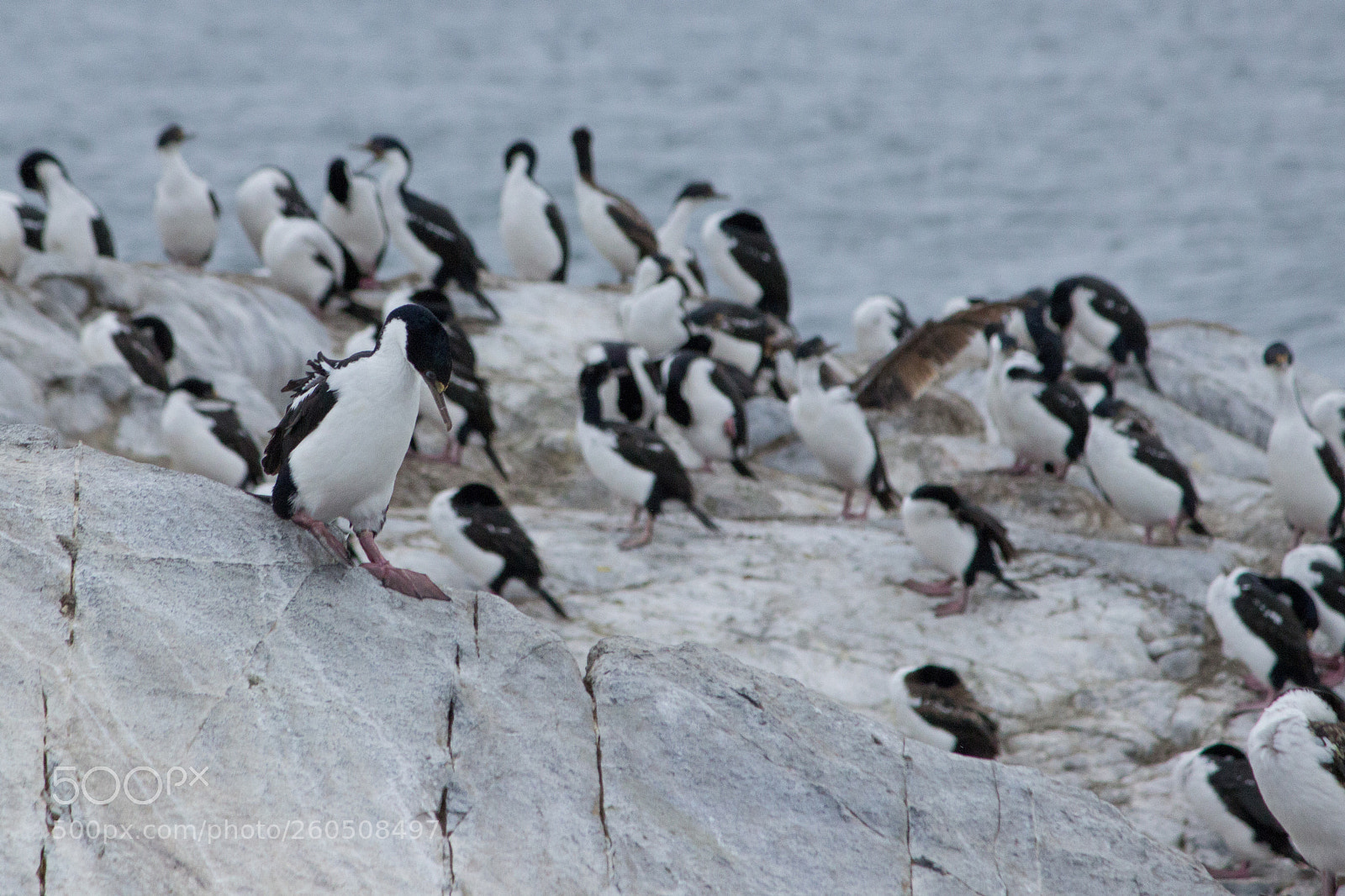 Canon EOS 600D (Rebel EOS T3i / EOS Kiss X5) sample photo. Cormoranes iv photography