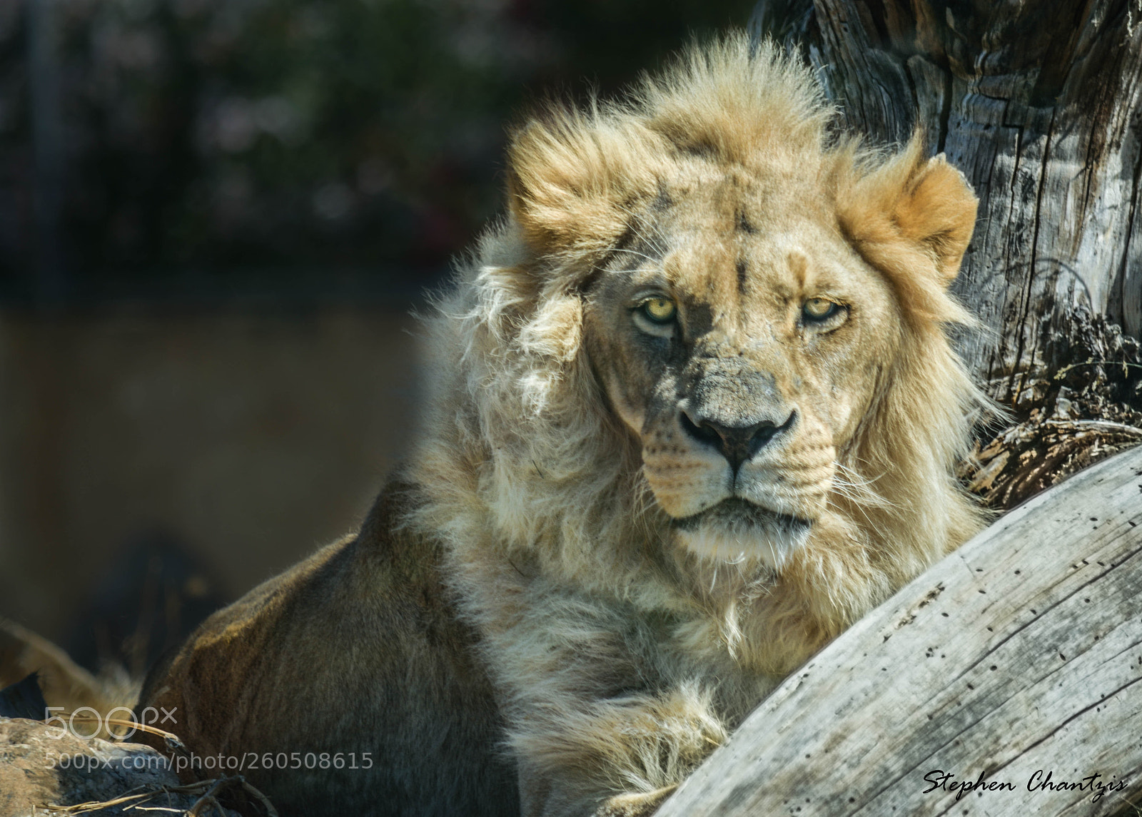 Nikon D3300 sample photo. Lion photography