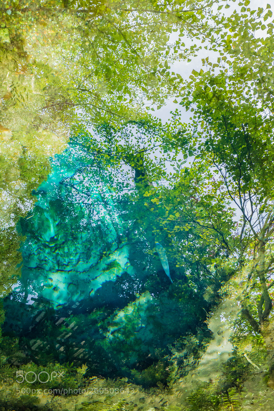 Canon EOS 6D sample photo. Fish in the forest photography