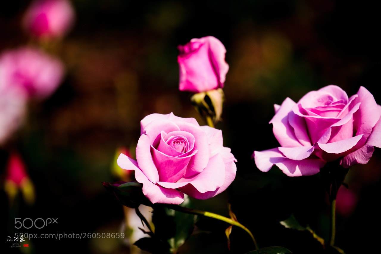 Canon EOS 5D Mark II sample photo. Roses photography