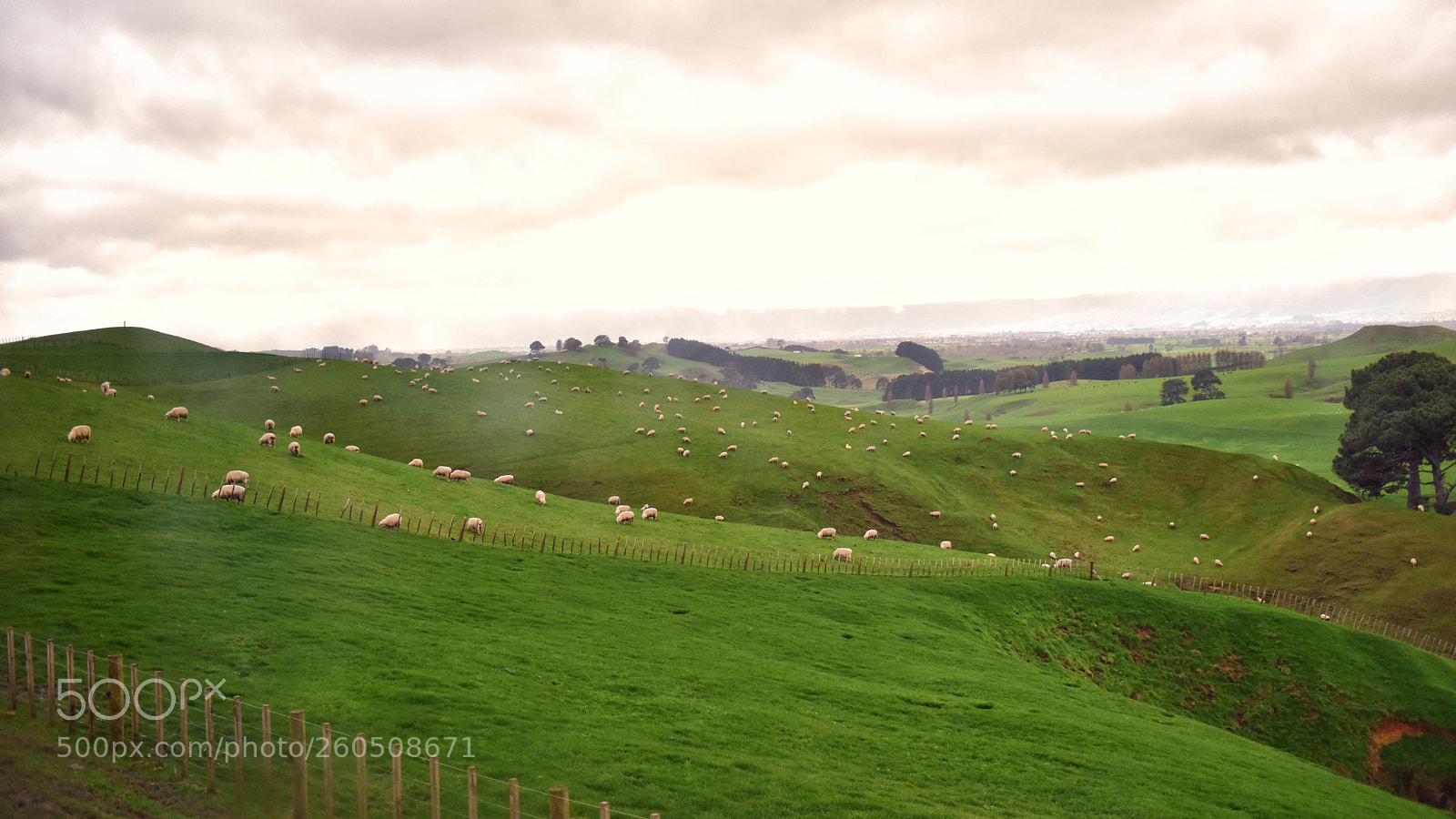 Nikon D810 sample photo. A photography