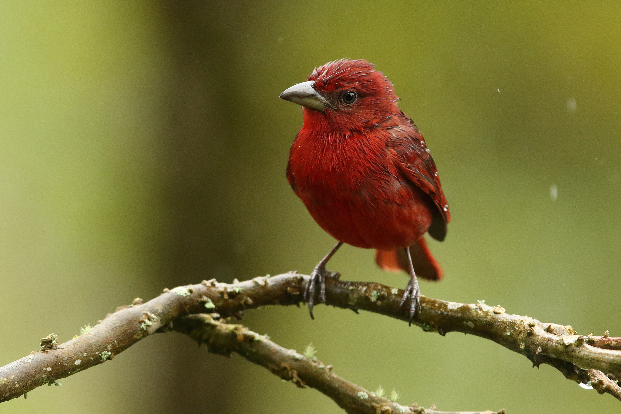 Canon EOS 7D Mark II sample photo. Summer tanager - piranga rubra photography