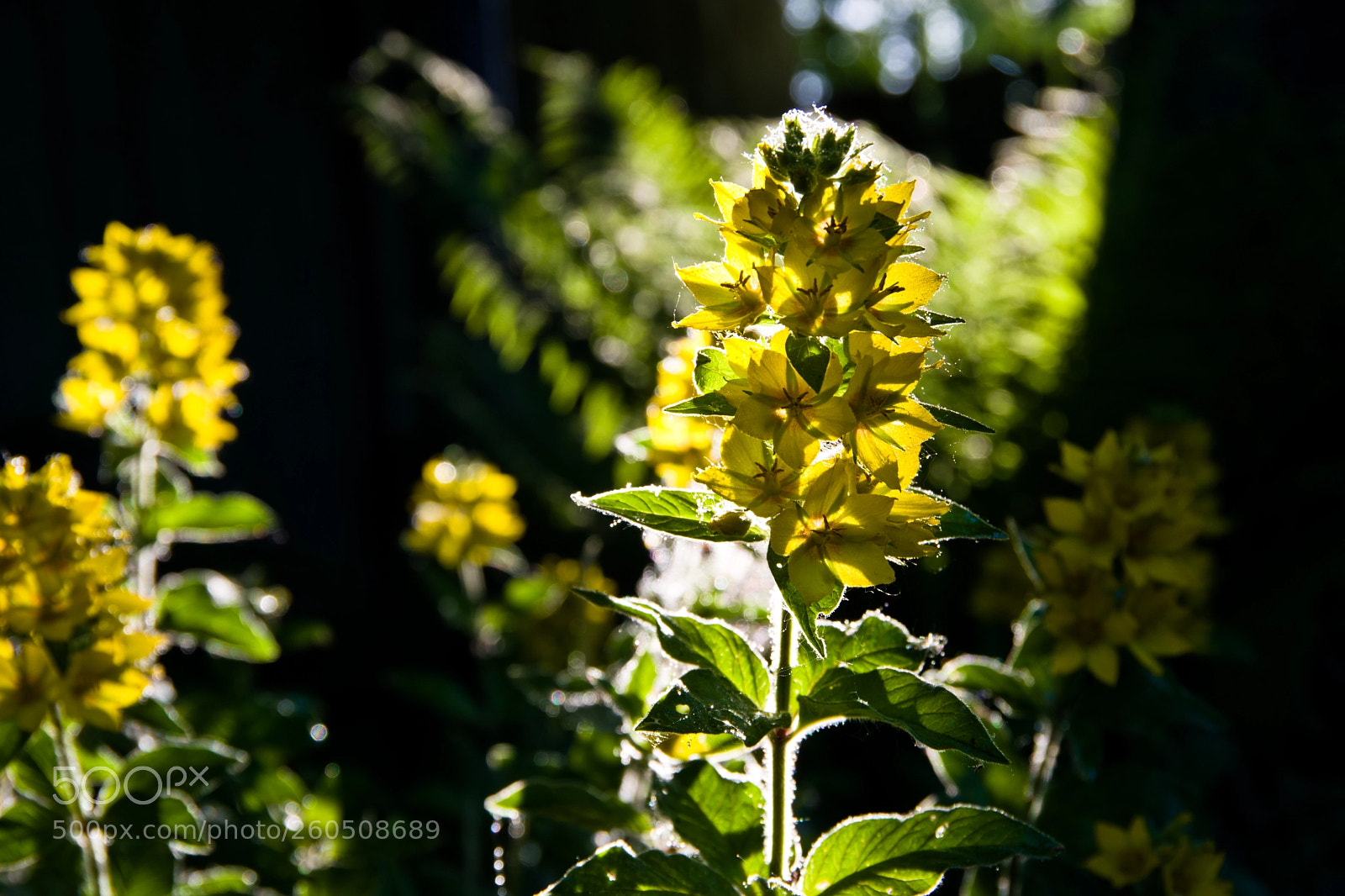 Pentax K-70 sample photo. Morning in my garden photography