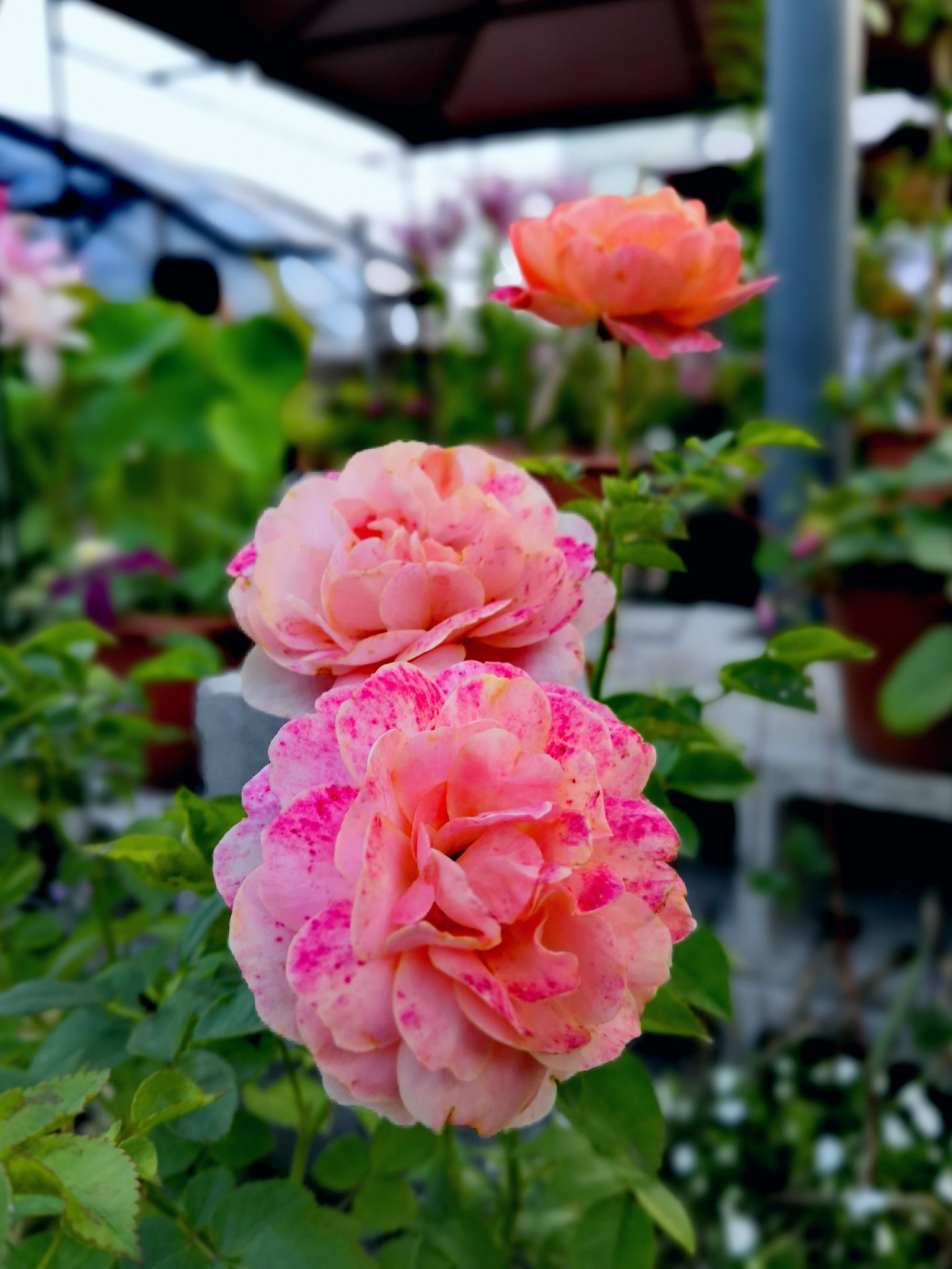 HUAWEI Honor 10 sample photo. Rose photography