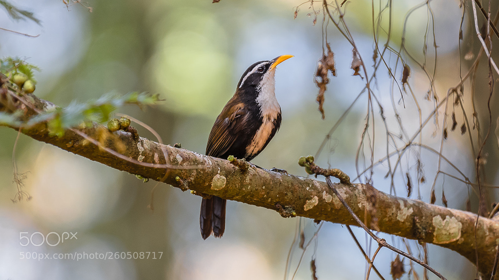 Nikon D750 sample photo. Scimitar babbler photography
