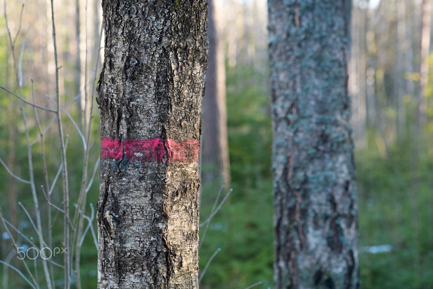 Fujifilm X-Pro1 sample photo. Further into the forest photography