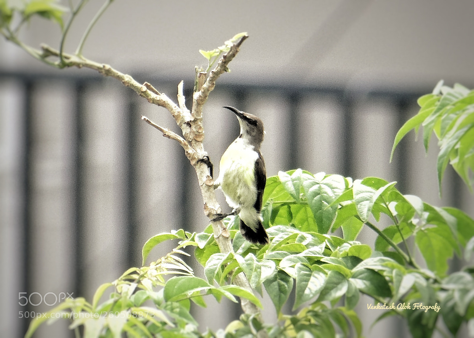 Sony DSC-HX200V sample photo. Bee eater photography