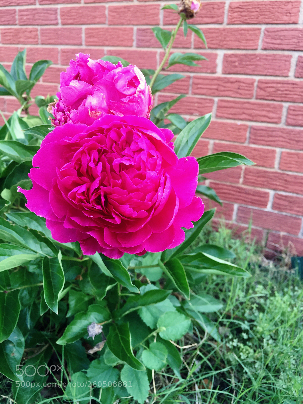 Apple iPhone 6 Plus sample photo. Today’s flower  photography