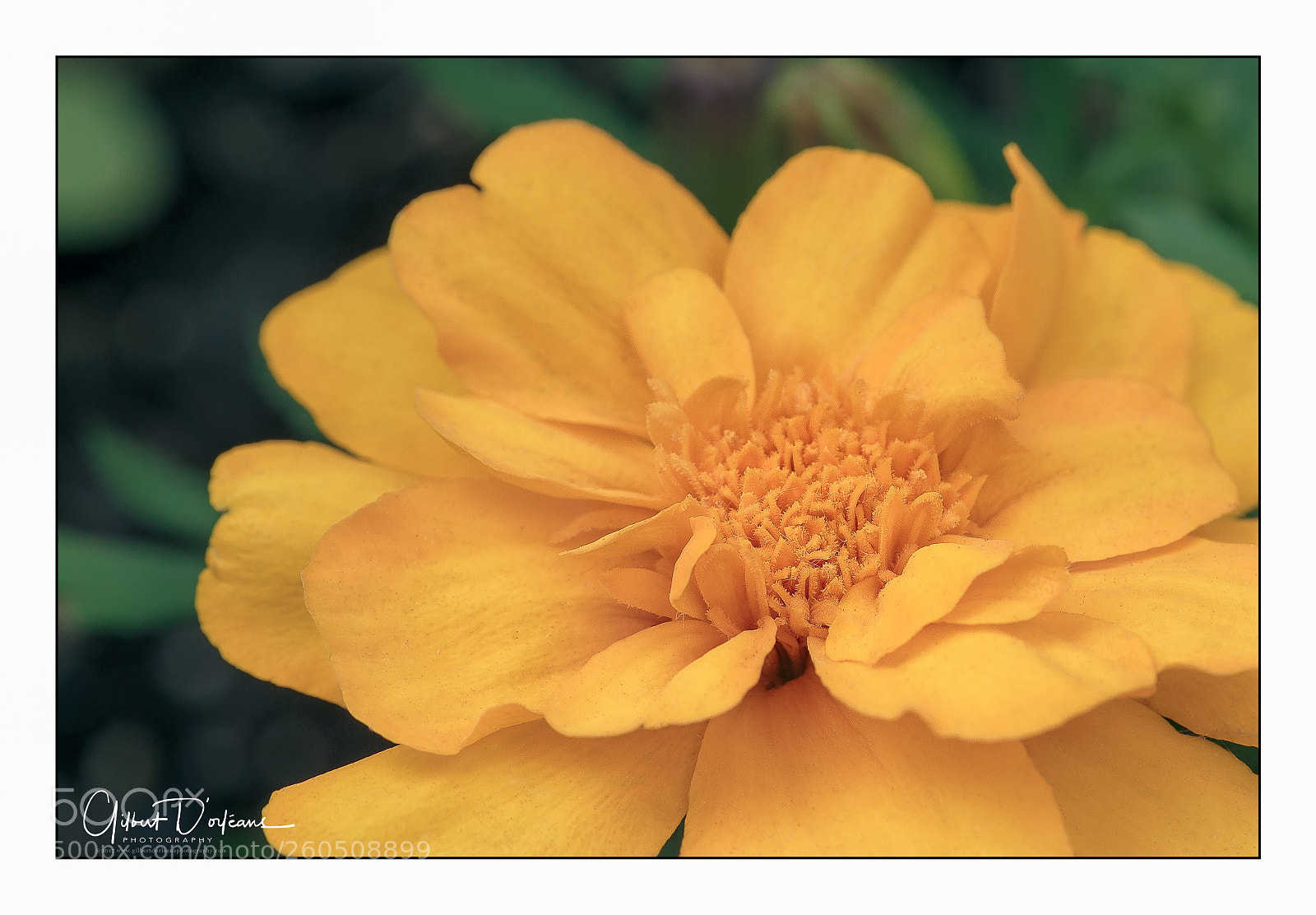 Canon EOS 6D sample photo. Close-up on flower photography