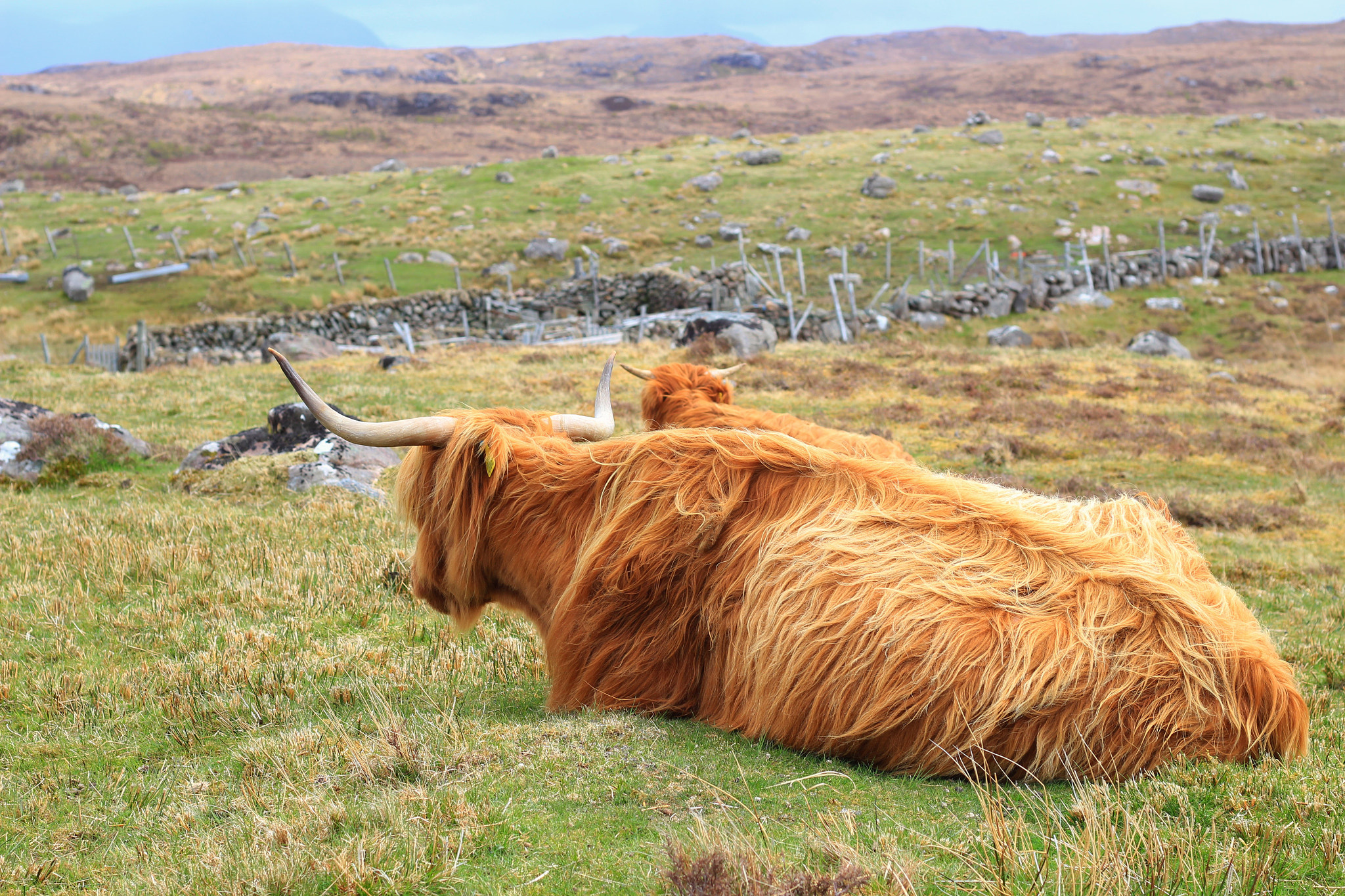 Canon EOS 100D (EOS Rebel SL1 / EOS Kiss X7) + Canon EF 50mm F1.8 STM sample photo. The highland cow photography