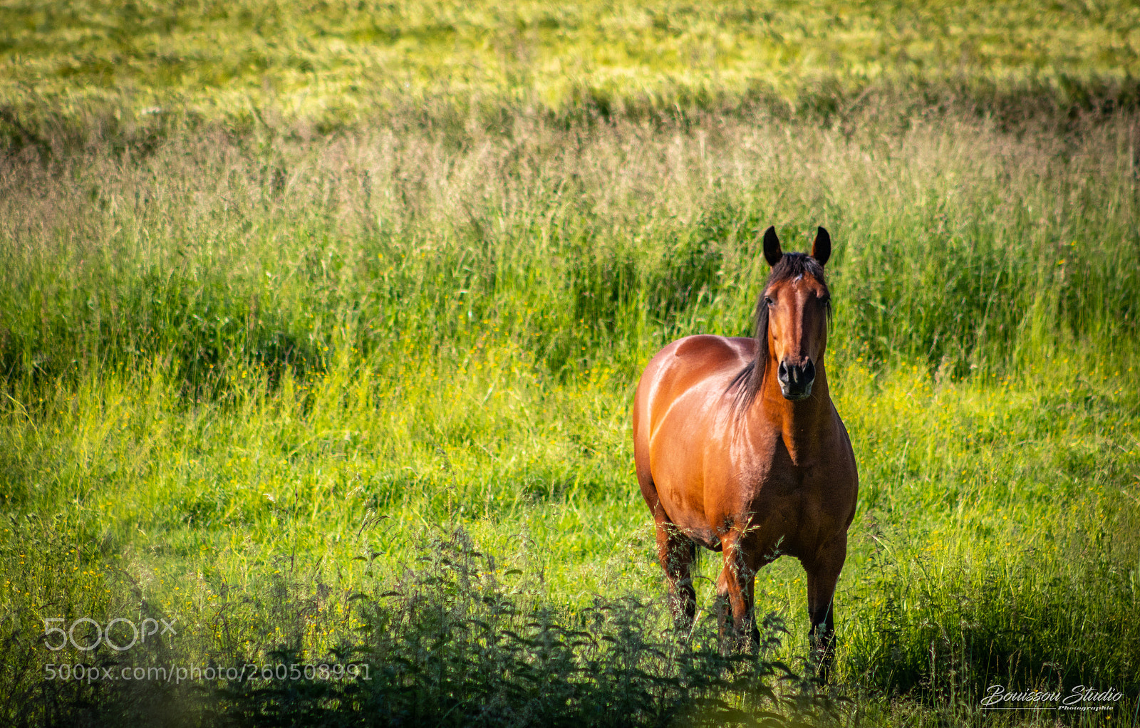 Canon EOS 80D sample photo. Cheval en toute liberté photography