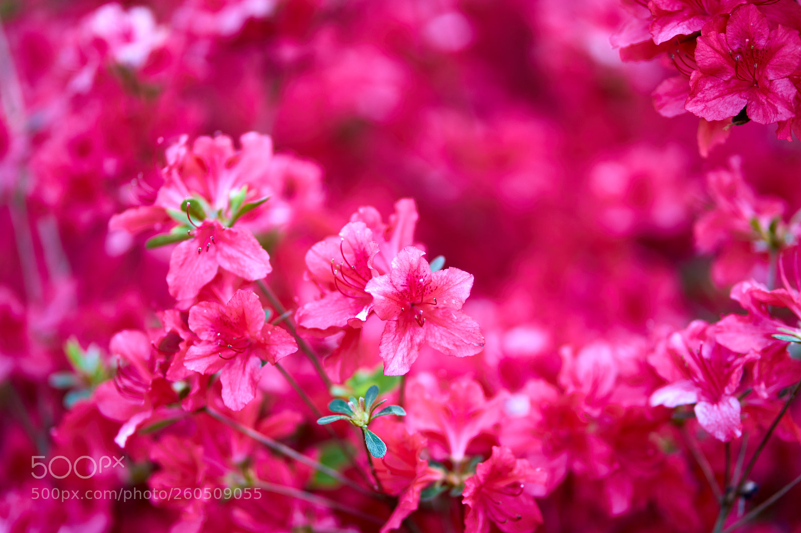 Sony a7 II sample photo. Impression de rouge photography