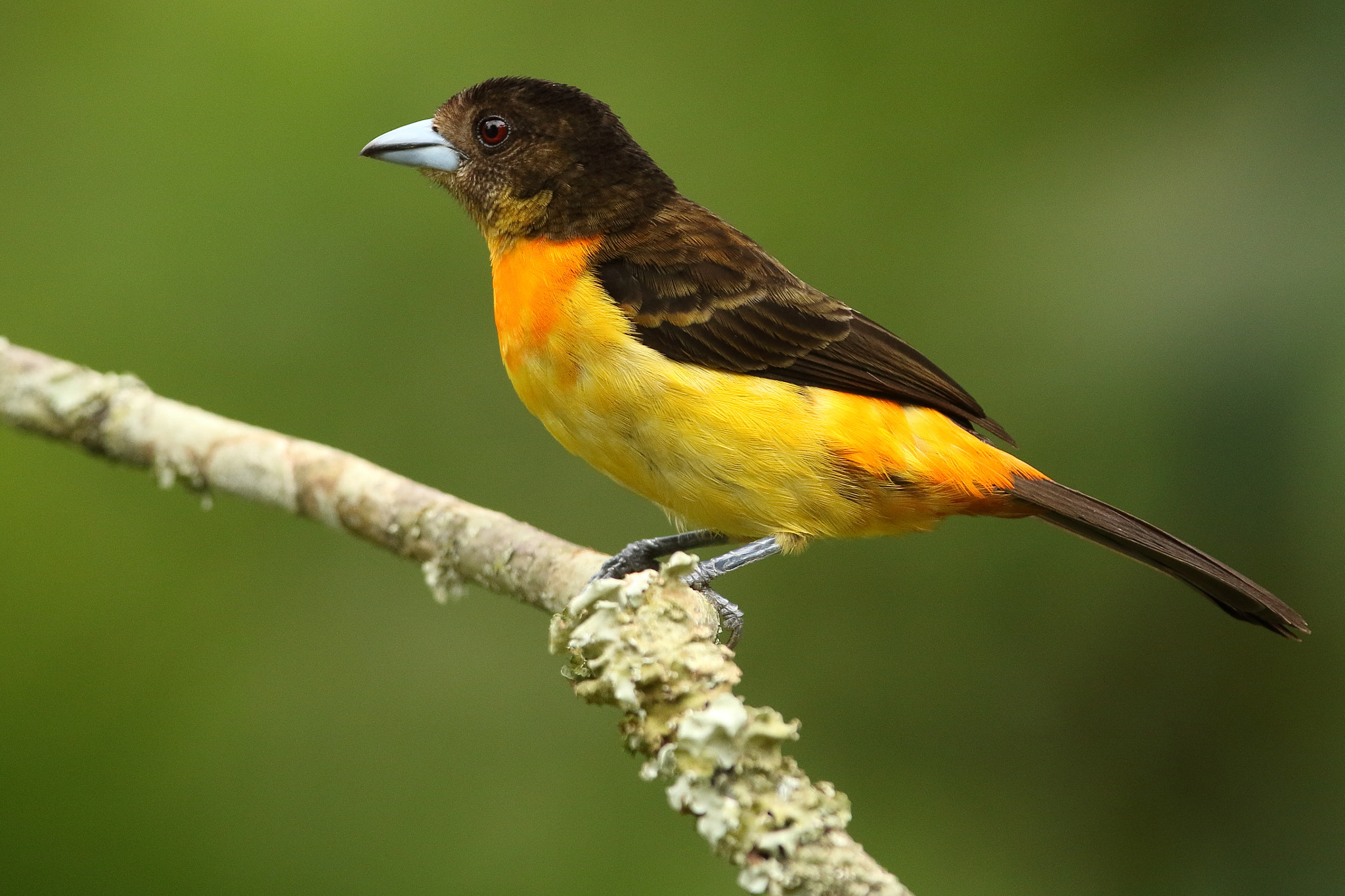 Canon EOS 7D Mark II + Canon EF 300mm F2.8L IS USM sample photo. Flame-rumped tanager - ramphocelus flammigerus photography