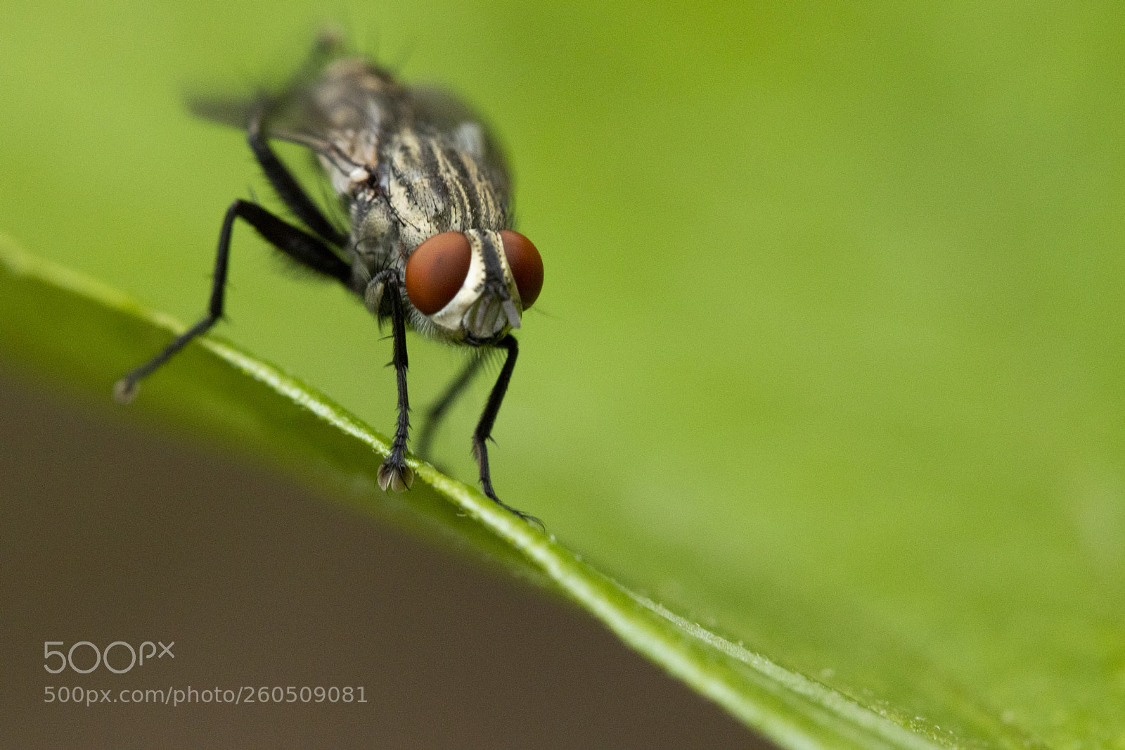 Canon EOS 77D (EOS 9000D / EOS 770D) sample photo. Little one photography