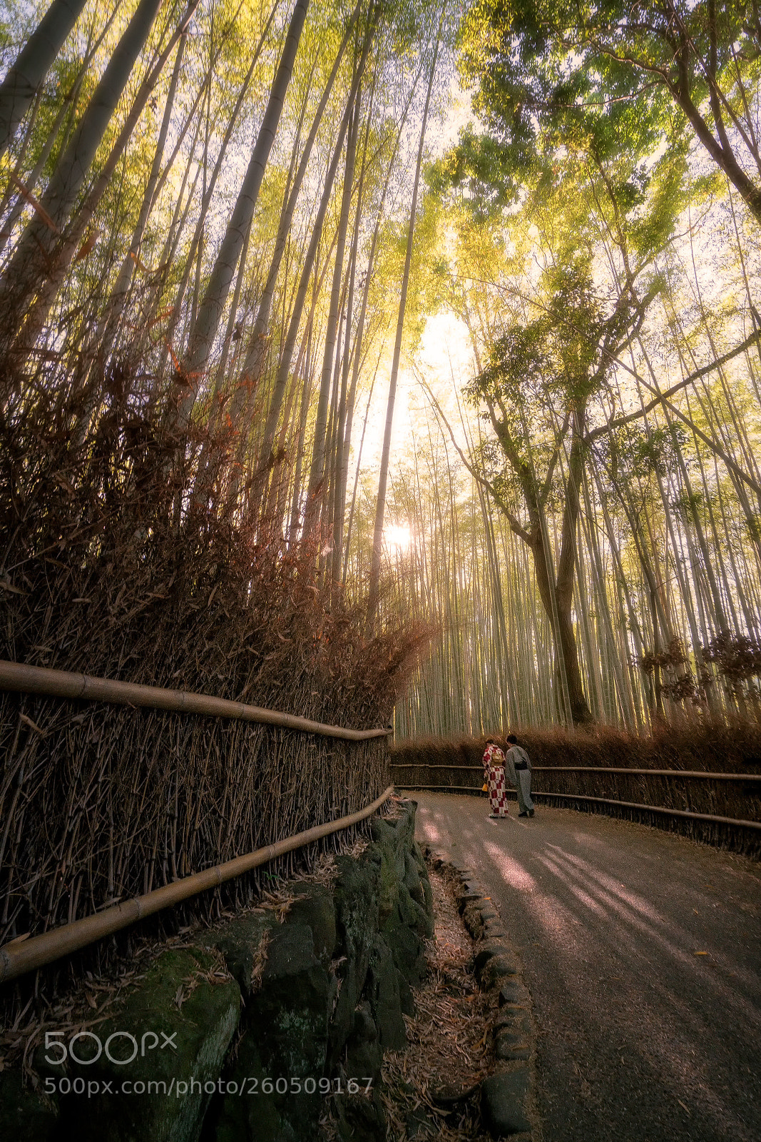 Sony a7R II sample photo. Arashiyama bamboo grove kyoto photography