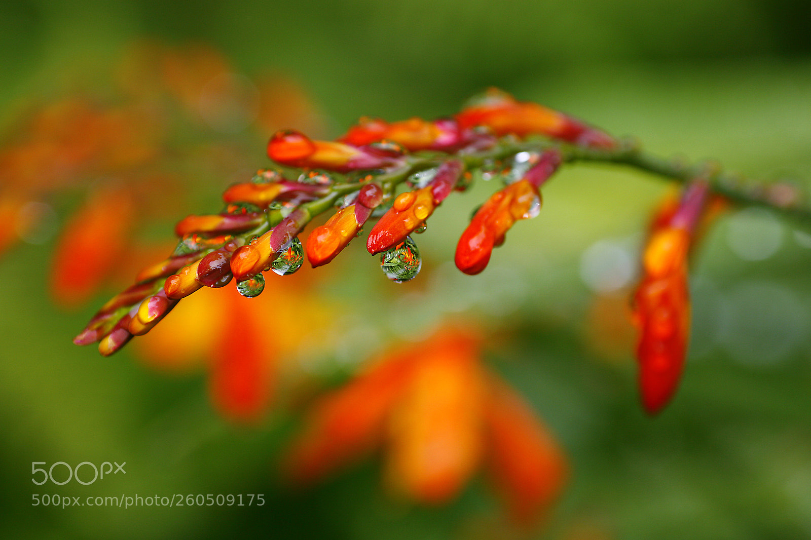 Canon EOS 5D sample photo. Montbretia droplets photography