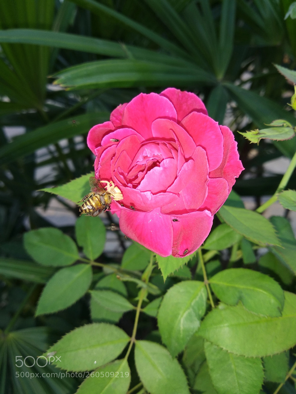Xiaomi Redmi Note 5 sample photo. Mother nature photography