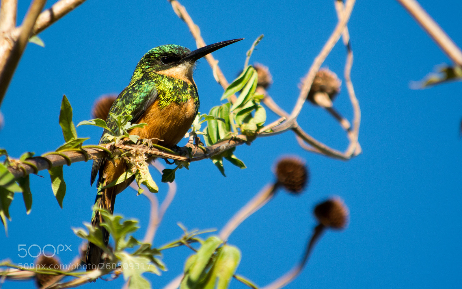 Nikon D7100 sample photo. Rufous-tailed jacamar (galbula ruficauda) photography