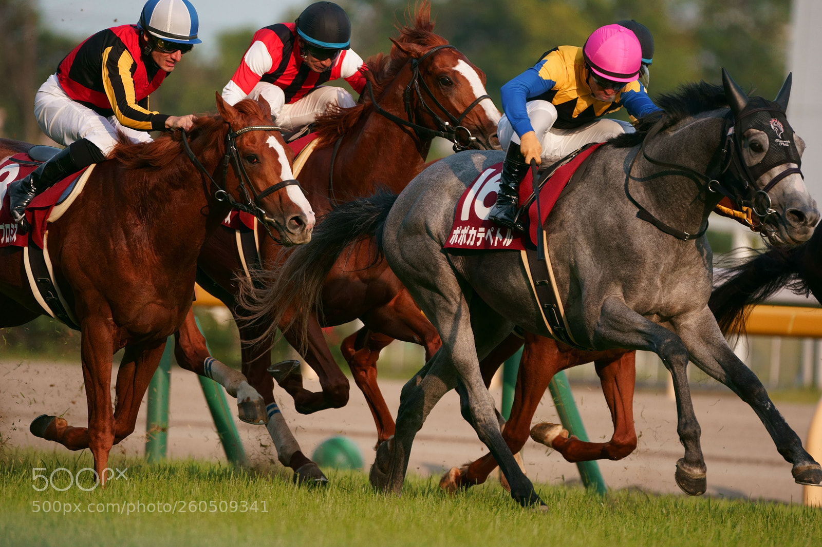 Sony a9 sample photo. Horse race photography