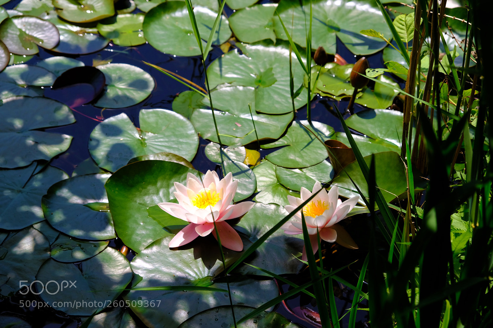 Fujifilm X-T20 sample photo. Art of nature photography