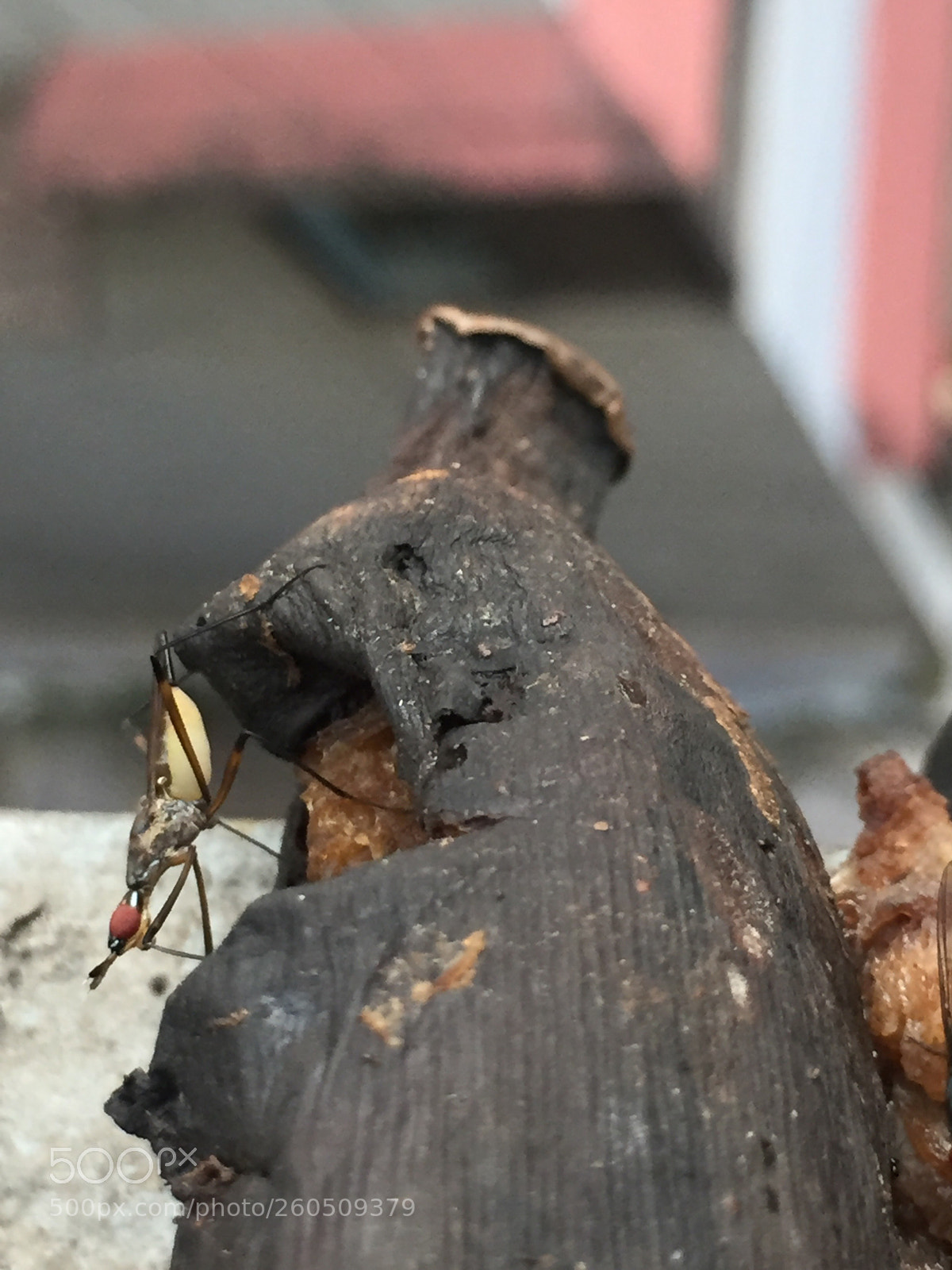 Apple iPhone 6 sample photo. Untitled photography