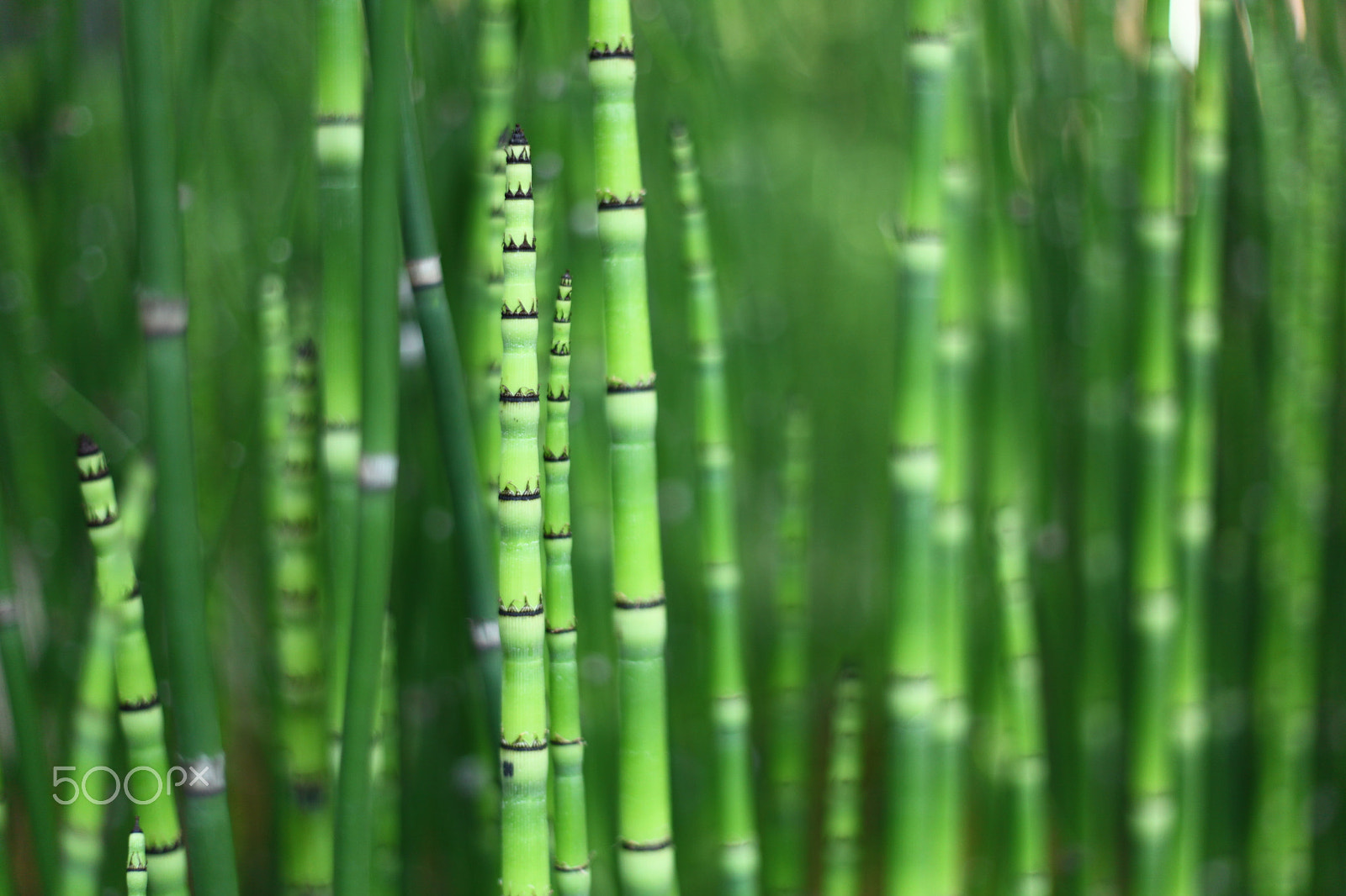 Canon EF 50mm F1.8 II sample photo. Horsetails photography