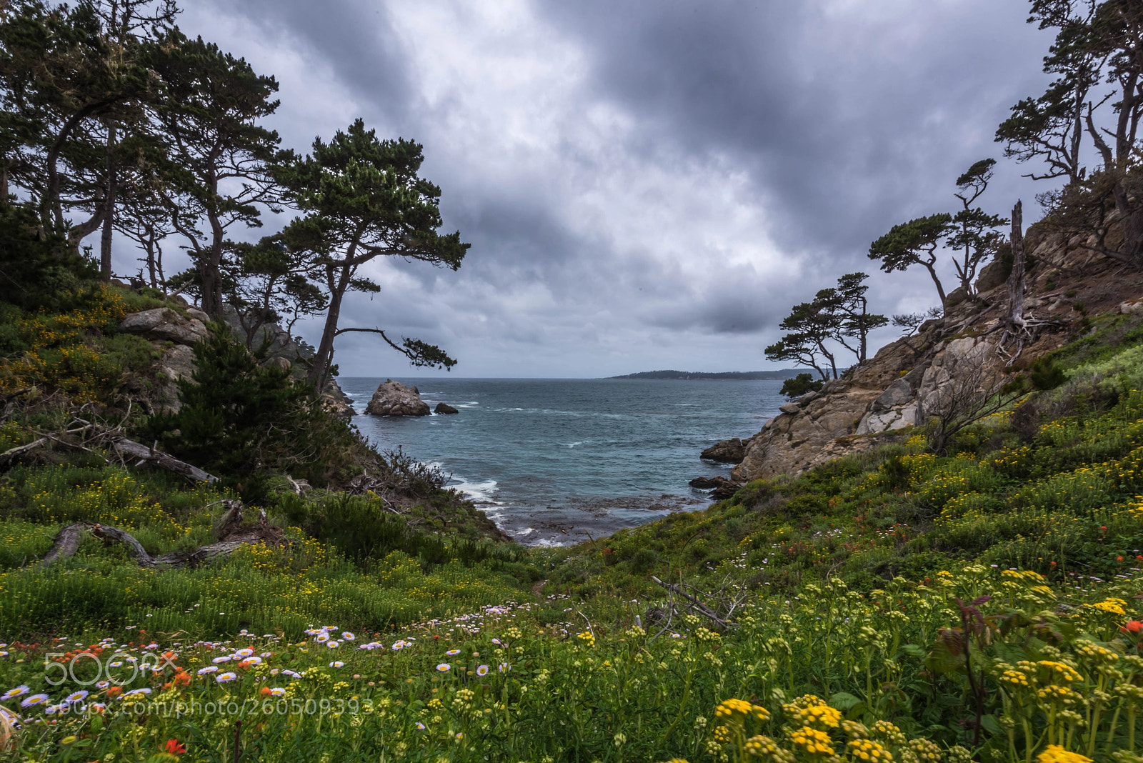 Nikon D810 sample photo. Point lobos photography