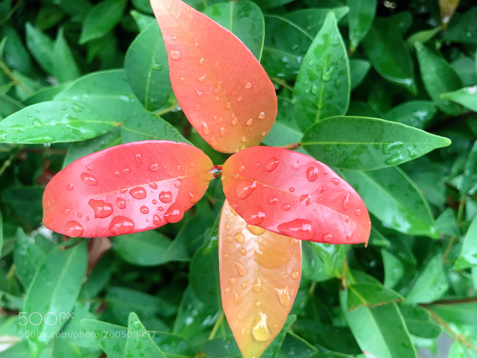 Apple iPhone 7 sample photo. Fresh bright leaves photography