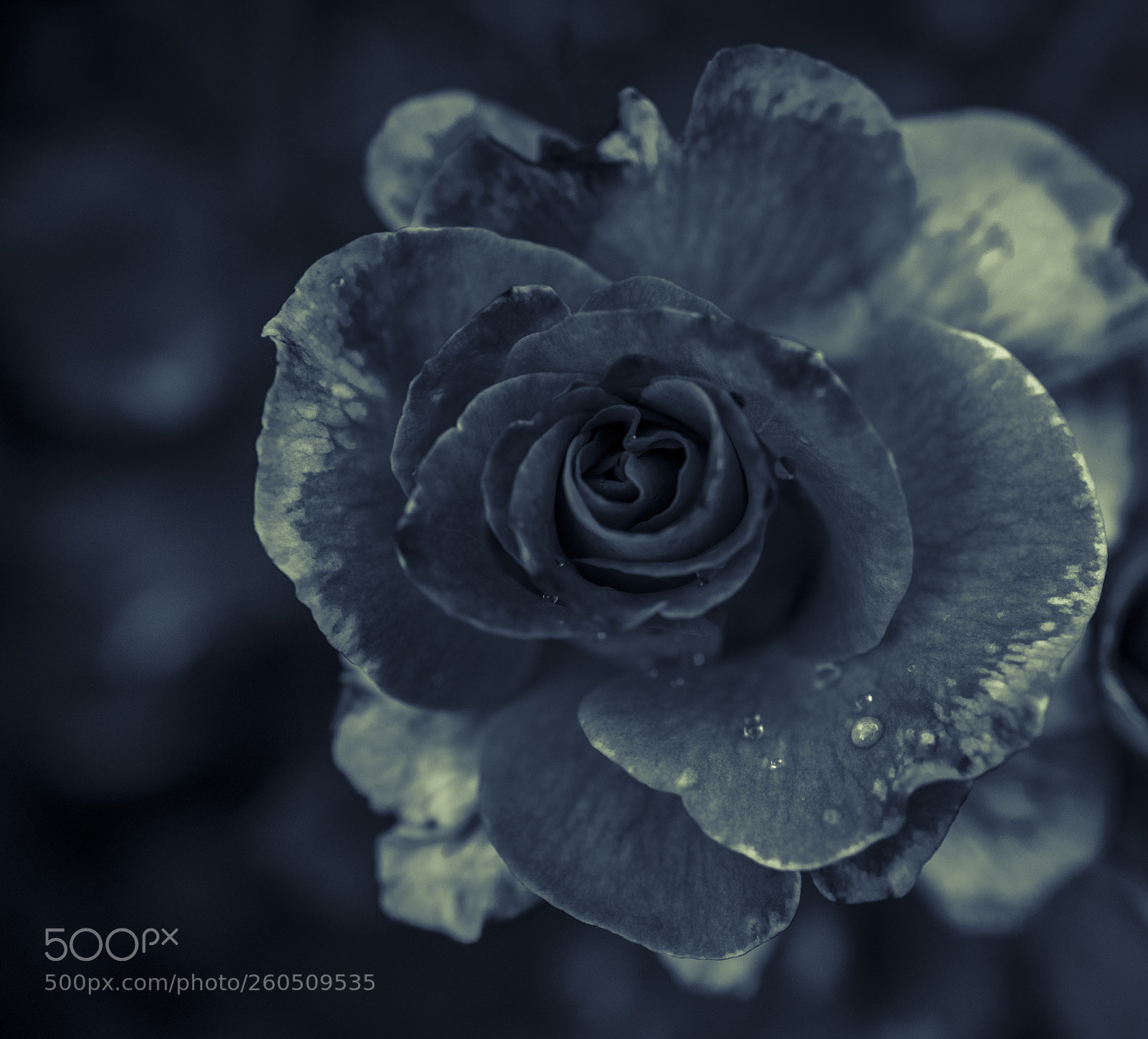 Nikon D750 sample photo. A different kind of photography