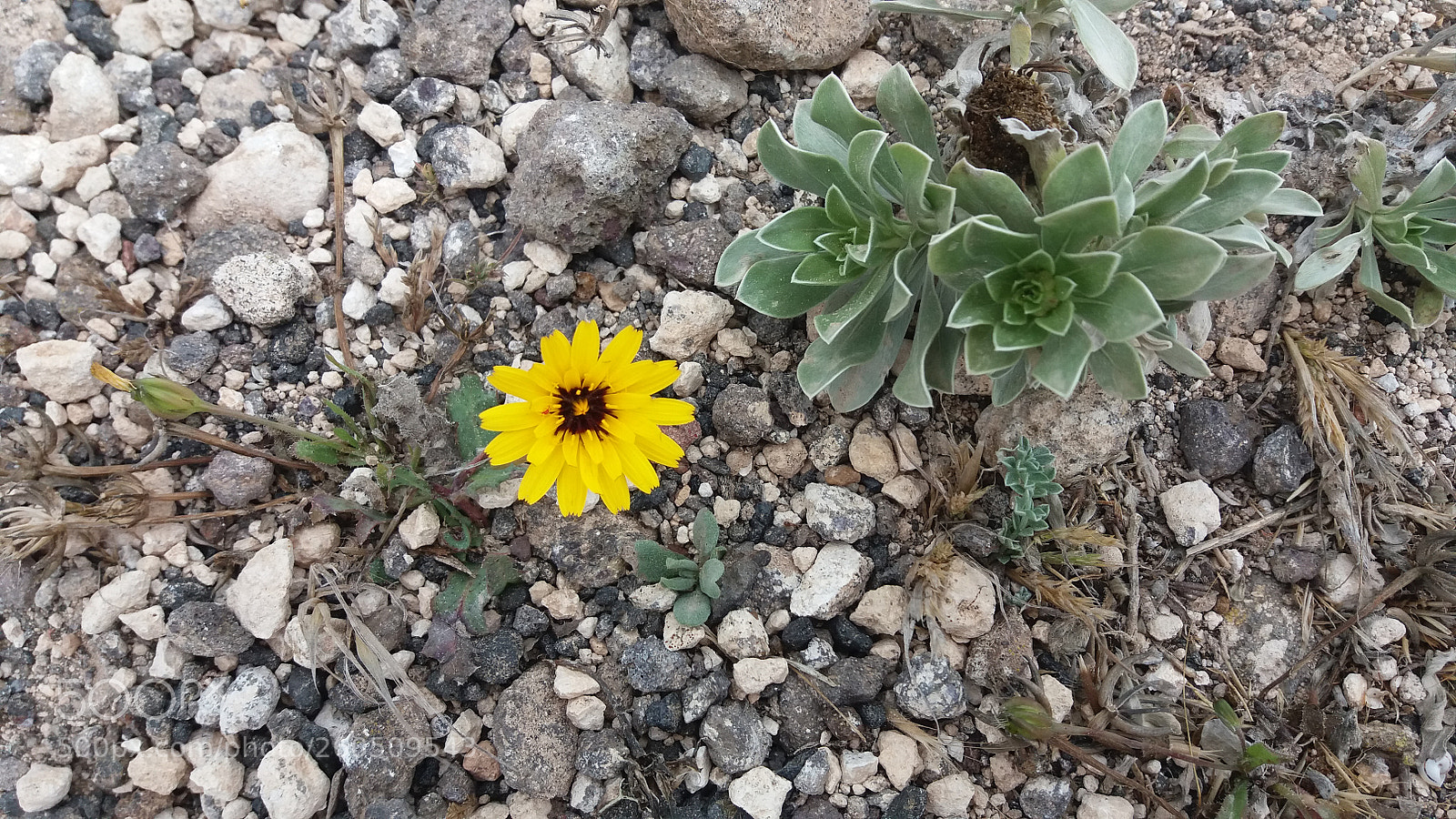 Samsung Galaxy J5 sample photo. Untitled photography