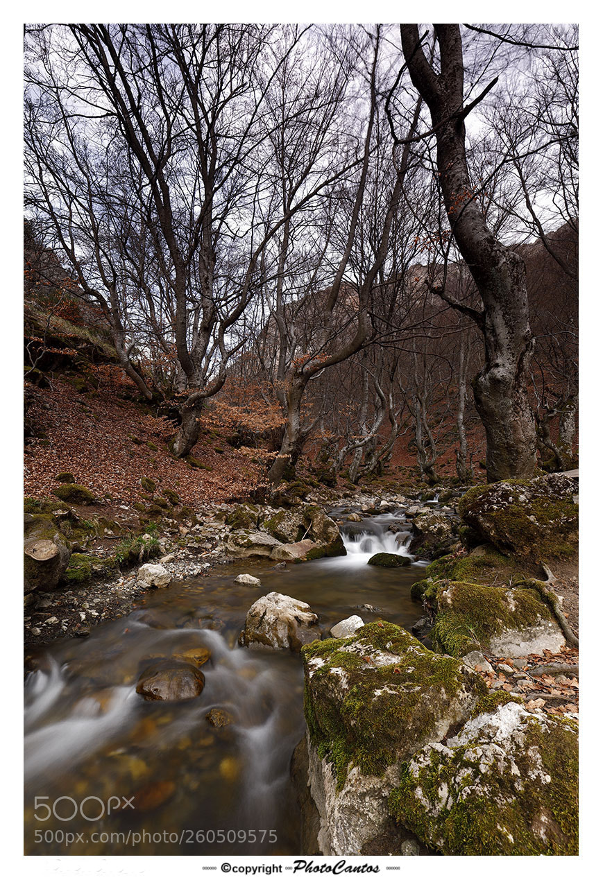 Canon EOS 5D Mark IV sample photo. Faedo de ciñera photography