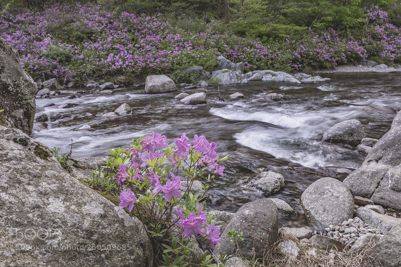 Canon EOS 5D Mark IV sample photo. Azaleas in the dal photography