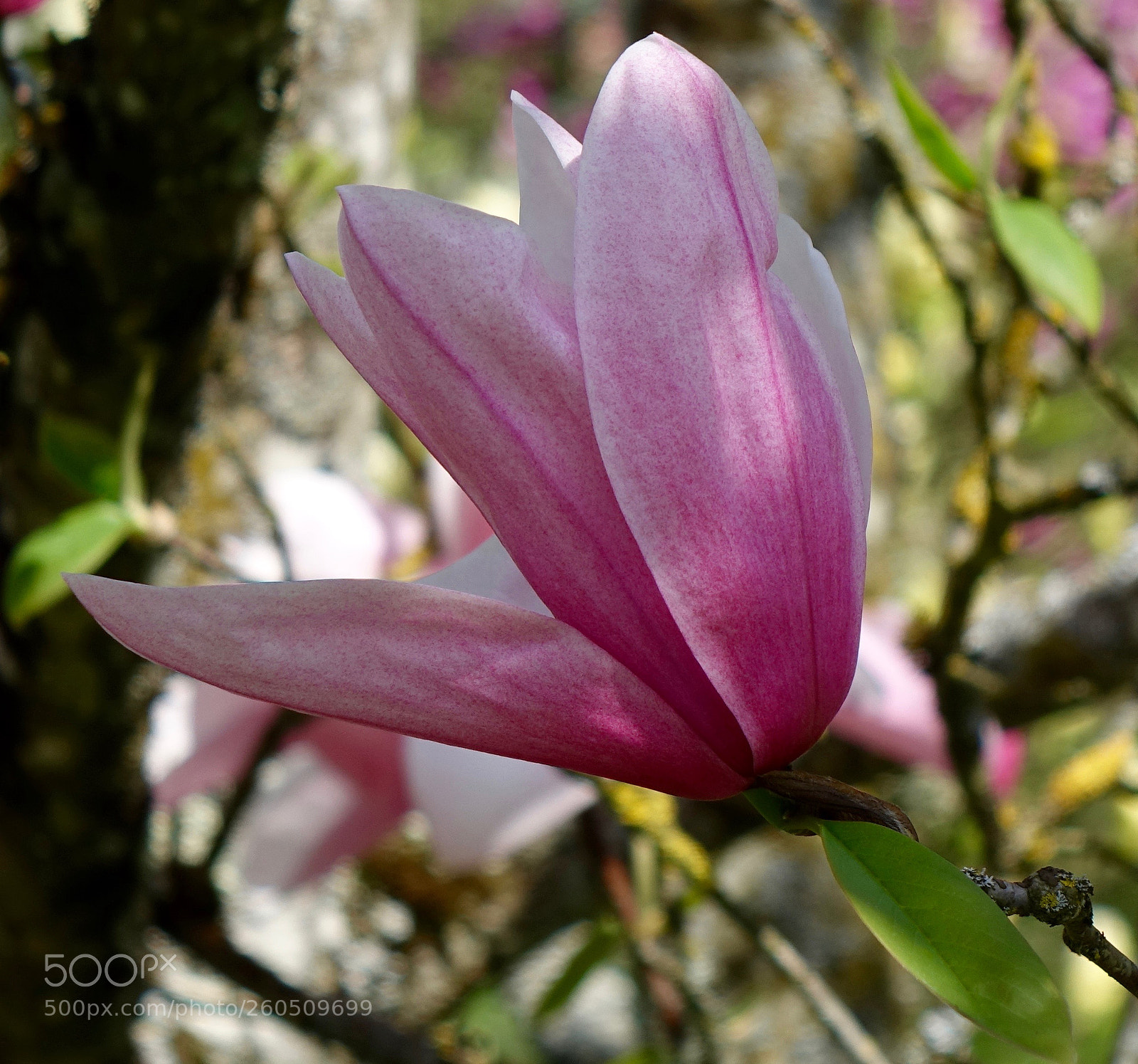 Sony Cyber-shot DSC-RX10 sample photo. Closeup of pink flower photography