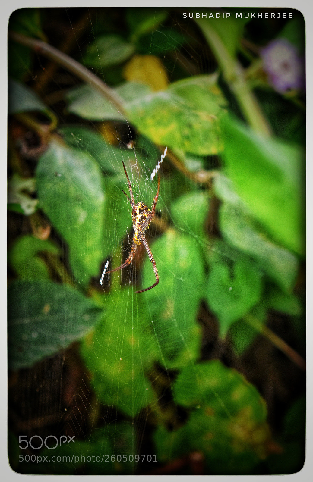 Nikon D3300 sample photo. #spider awwww photography