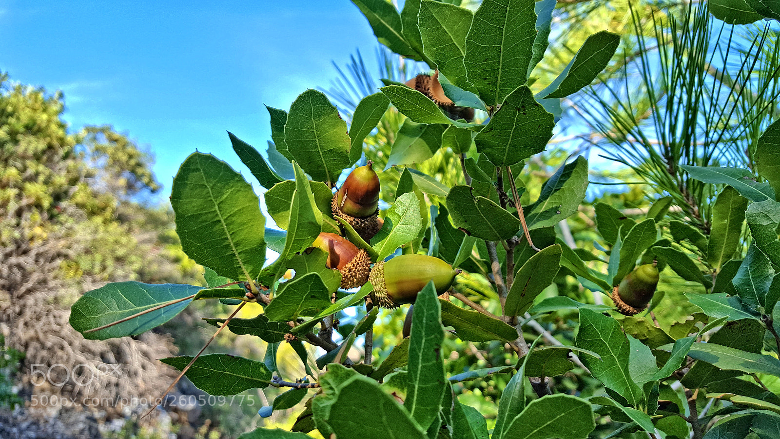 Samsung Galaxy S6 sample photo. 20171116_124907.jpg photography