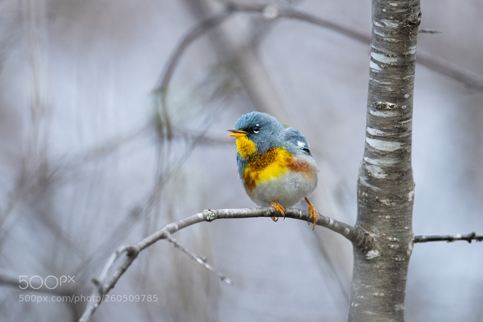 Nikon D850 sample photo. Happy northern parula photography